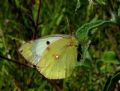 Colias alfacariensis